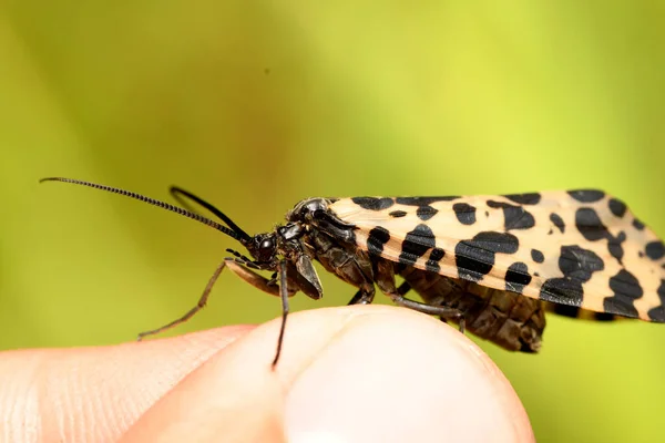 Brook Butterfly Shaped Fingers — Stock Photo, Image