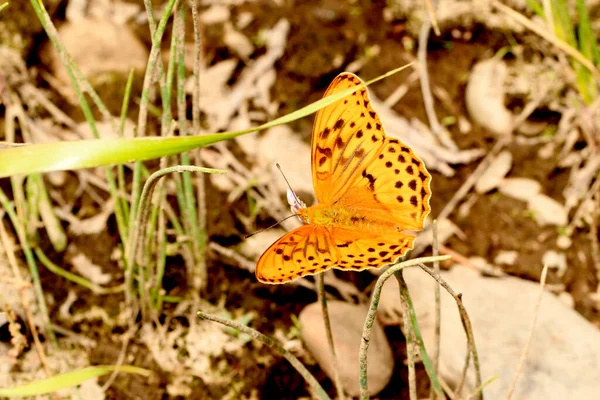 Perlmuttschmetterling Auf Dem Gras — Stockfoto