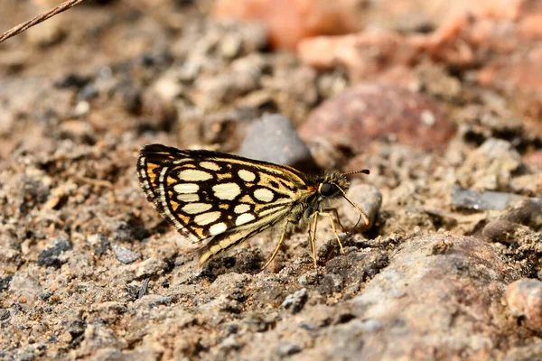 Mãe Borboleta Pérola Uma Pedra — Fotografia de Stock