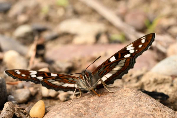 Álamo Fita Borboleta Uma Pedra — Fotografia de Stock