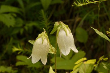 Nokta beyaz çan ormanda çiçek açar.