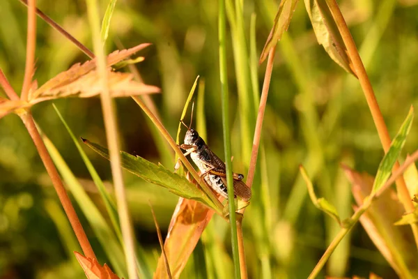 Grasshopper Green Grass — Stock Photo, Image
