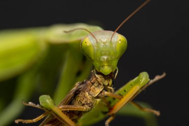 Yeşil peygamber devesi çekirge yiyor.