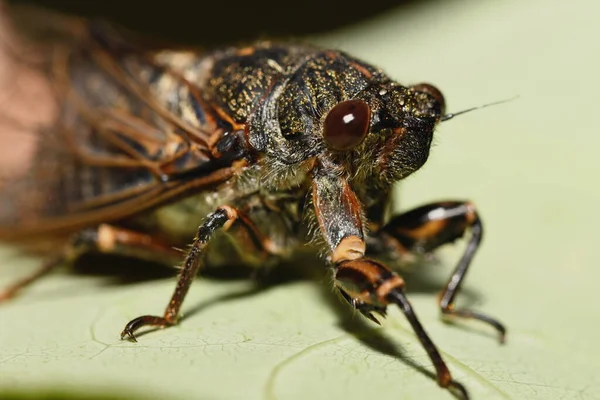 Έντομο Cicada Ένα Φύλλο — Φωτογραφία Αρχείου