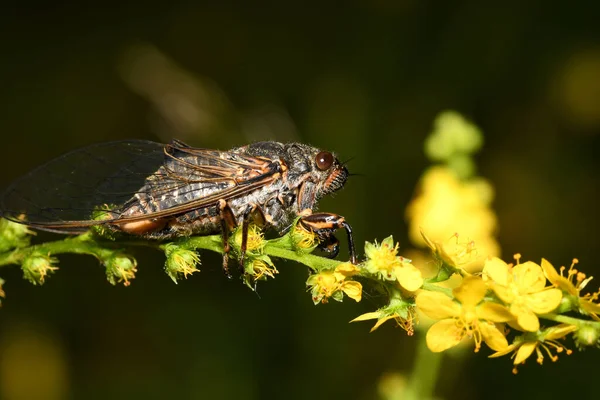 Insecto Cicada Una Brizna Hierba — Foto de Stock