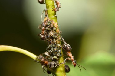 kırmızı karıncalar ve yaprak bitleri bir dalda