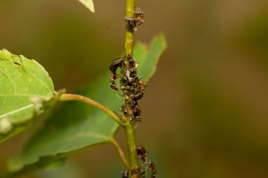 kırmızı karıncalar ve yaprak bitleri bir dalda