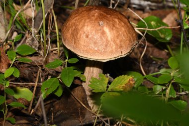 Podberezovik mantarı orman zemininde