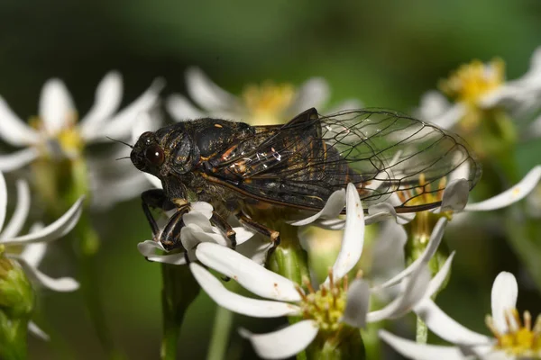 Inseto Cicada Flores — Fotografia de Stock