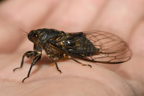 Insect Cicada Hand — Stock Photo, Image