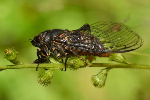 Insecto Cicada Una Brizna Hierba — Foto de Stock