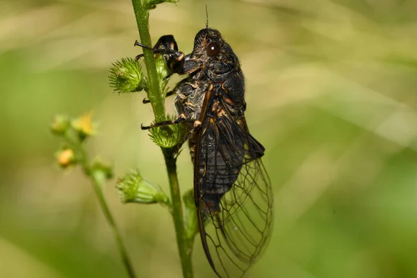 Insecte Cicada Sur Brin Herbe — Photo