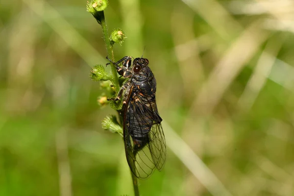 Insekt Cicada Ett Grässtrå — Stockfoto