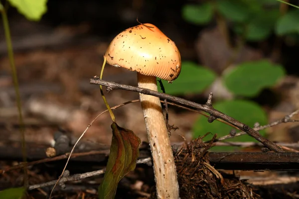 mushroom a honey agaric in the forest litter