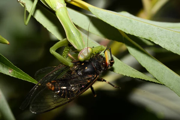 Mantis Atrapó Una Cicada Una Rama — Foto de Stock