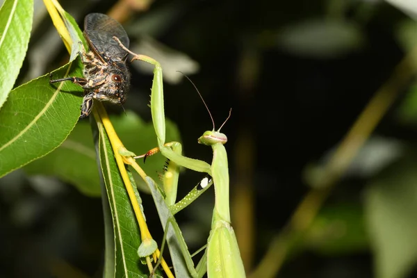 Mantis Cicada Een Tak — Stockfoto