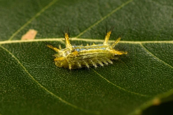 Groene Gehoornde Rups Een Blad — Stockfoto