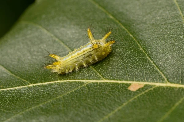 Groene Gehoornde Rups Een Blad — Stockfoto