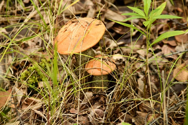 Boletus Hongo Hierba Del Bosque —  Fotos de Stock