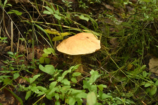 Mushroom Boletus Forest Grass — Stock Photo, Image