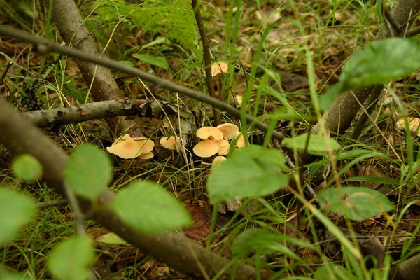 Μανιτάρι Ένα Μέλι Agaric Στο Γρασίδι Του Δάσους — Φωτογραφία Αρχείου
