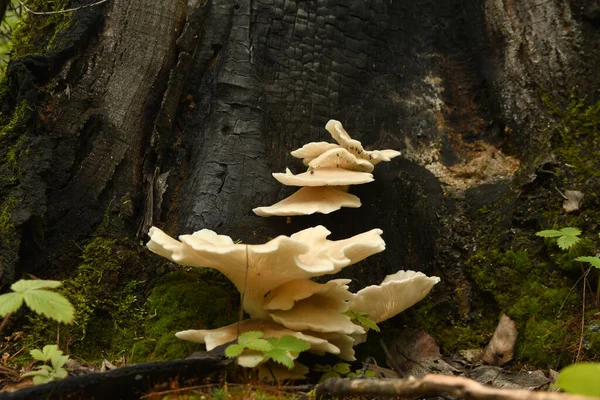 Funghi Albero Tronco Albero — Foto Stock