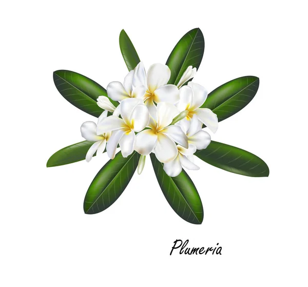 Plumeria 일러스트 — 스톡 벡터