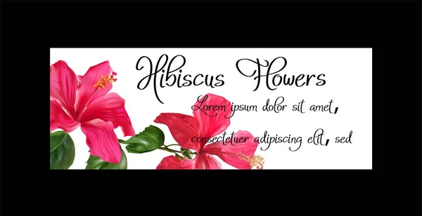 Hibiscus Bloemplaten Vectorillustratie — Stockvector