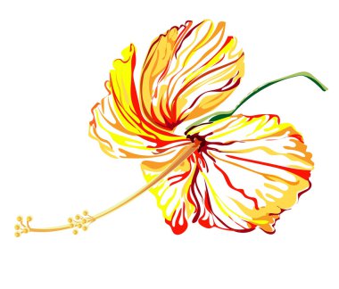 Beyaz arka plan üzerinde Hibiscus çiçek grafik tasarım