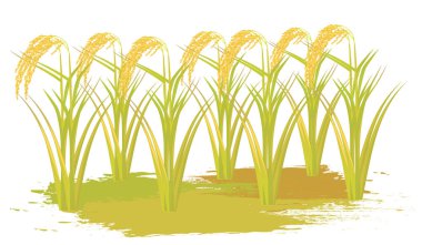 pirinç bitkileri beyaz arkaplanda izole