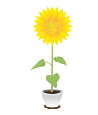 saksıda ayçiçeği, vektör tasarımı