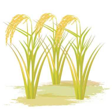 pirinç bitkileri beyaz arkaplanda izole