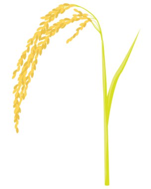 Pirinç bitkisi tasarımı