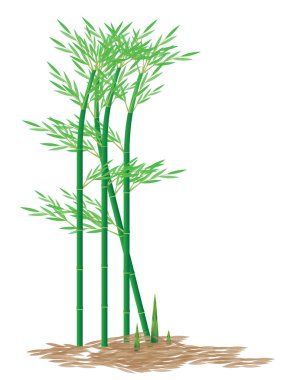 Beyaz arkaplan vektör tasarımında bambu