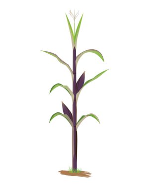 Beyaz arkaplan vektör tasarımı üzerine mısır fabrikası