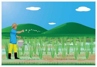 Çeltik tarlasında gübreden pirince kadar çiftçi gübresi