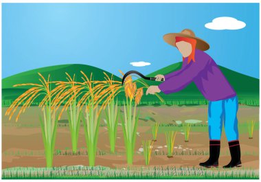 Çiftçi pirinç hasadı çeltik tarlası vektör tasarımı