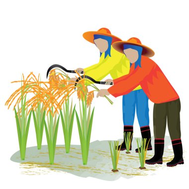 çiftçi hasat pirinç taşıyıcı tasarımı