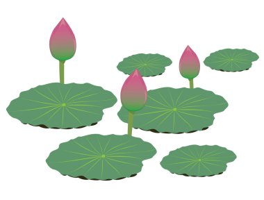 Lotus çiçeği vektör tasarımı