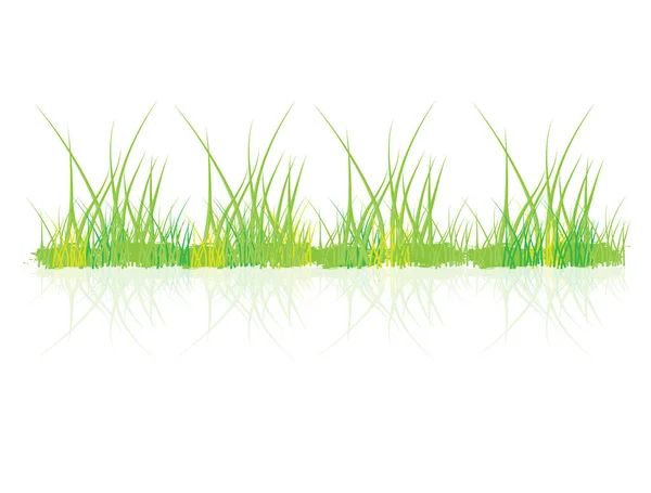 Groen Gras Geïsoleerd Witte Achtergrond — Stockvector