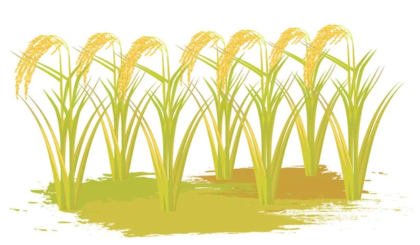 Plantas Arroz Aisladas Sobre Fondo Blanco — Vector de stock