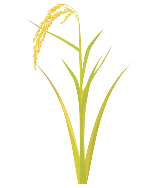 Diseño Del Vector Planta Arroz — Vector de stock