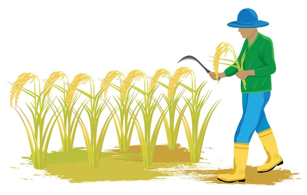 Tarımcı Hasat Pirinç Vektör Tasarımı — Stok Vektör