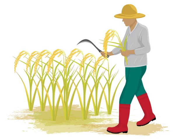 農業者の収穫米ベクトルのデザイン — ストックベクタ