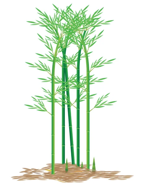 Konstruktion Vektorer För Bambuväxter — Stock vektor
