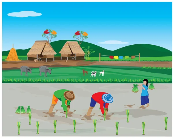 Rolnicy Azjatyccy Uprawiający Ryż Projekt Wektorowy — Wektor stockowy