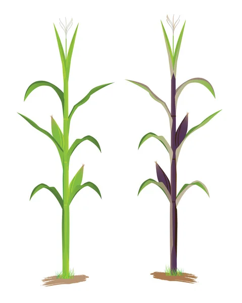 Кукуруза Растение Белом Фоне — стоковый вектор