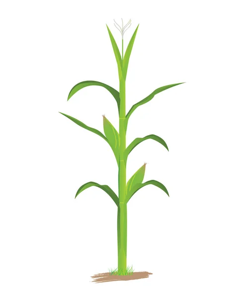 Kukorica Növény Fehér Háttér Vektor Tervezés — Stock Vector