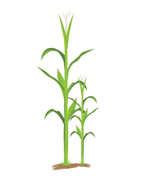 Corn Plant White Background Vector Design — Stock Vector