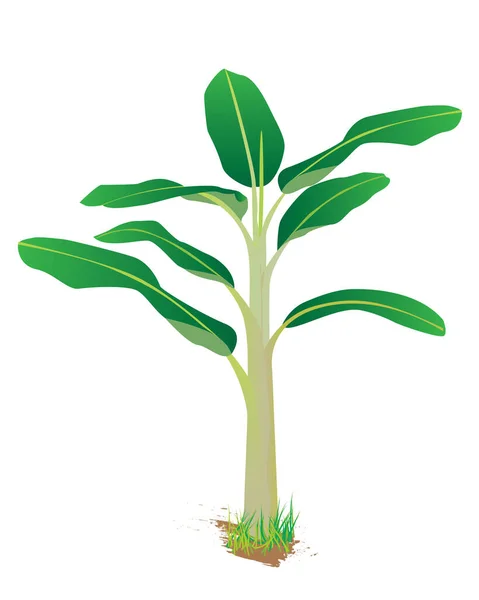 Planta Plátano Vector Diseño — Vector de stock